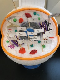 styrofoam and candy cell model