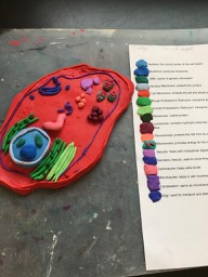 cell model